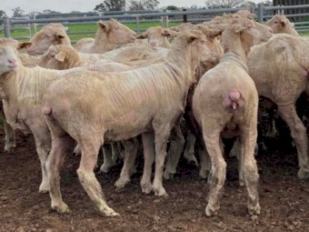 50 Merino Ewe Hoggets