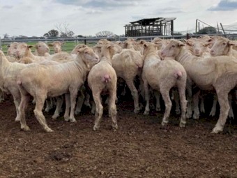50 Merino Ewe Hoggets