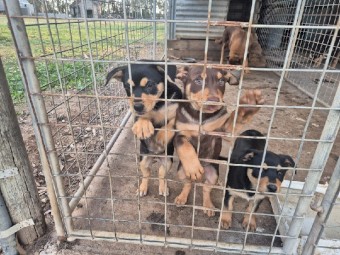 Kelpie Pups