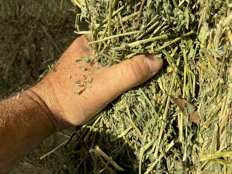 Irrigated  Lucerne hay (small squares)