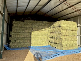 Irrigated  Lucerne hay (small squares)