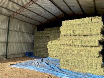 irrigated  Lucerne hay (small squares)