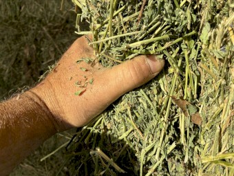 Irrigated  Lucerne hay (small squares)