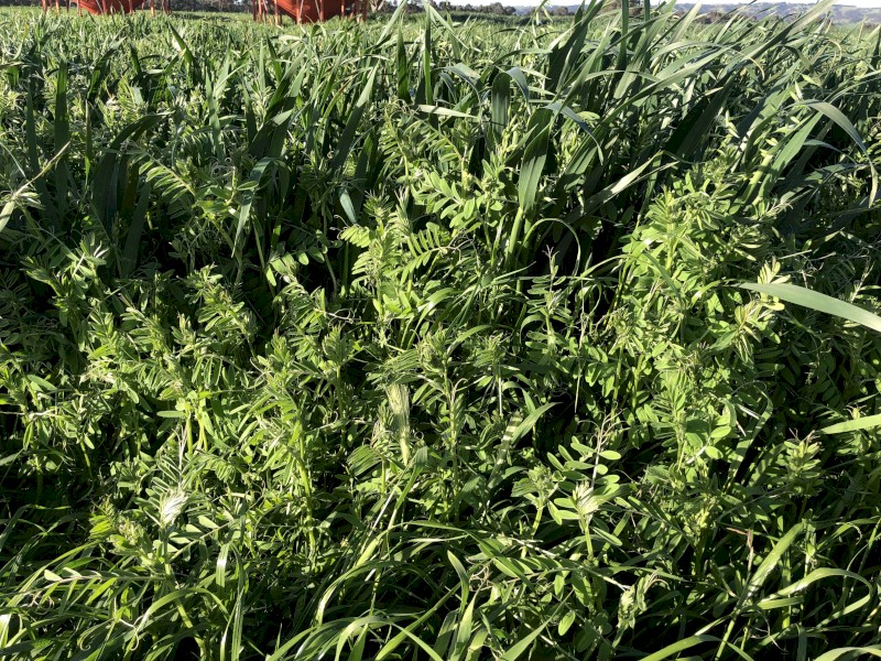 Vetch &amp;amp; Oats Silage