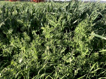 Vetch &amp;amp; Oats Silage
