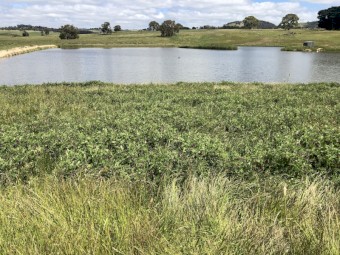 Vetch &amp;amp; Oats Silage