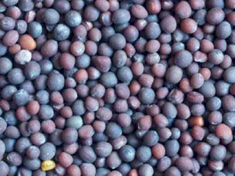 5.04/mt Popany Vetch For Sale In 4 Bulka Bags