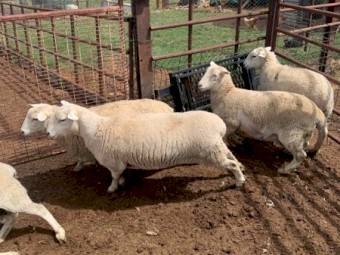 Aussie white x ewes  lambs F4/. F3