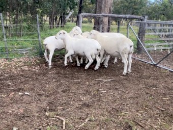 Aitken Australian whites AWSBA Blue tag flock rams