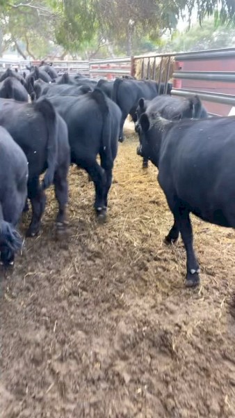 WANTED Agistment for Quiet Angus Weaners and or Cows