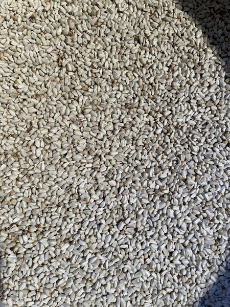 safflower seed