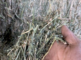 80mt Lucerne Hay 8x4x3 Bales