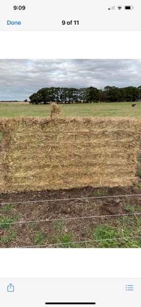 Beardless Wheaten/Ryegrass Hay