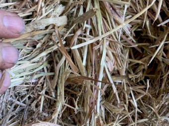 Beardless Wheaten/Ryegrass Hay