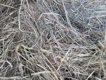 Beardless Wheaten/Ryegrass Hay