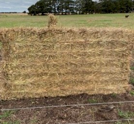 Beardless Wheaten/Ryegrass Hay