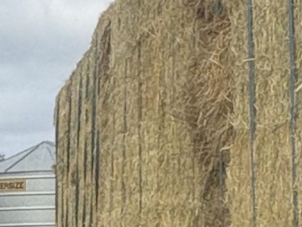 40mt Oaten Hay 675kg 8x4x3 Bales