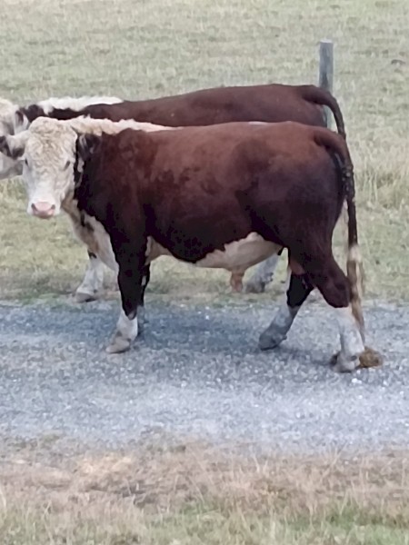 Poll Hereford Bulls