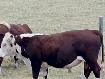 Poll Hereford Bulls