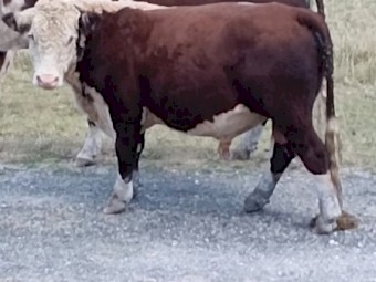 Poll Hereford Bulls
