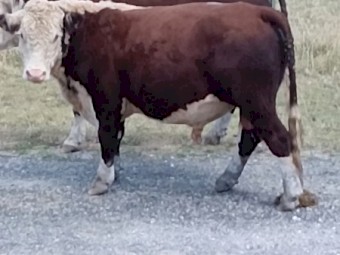 Poll Hereford Bulls