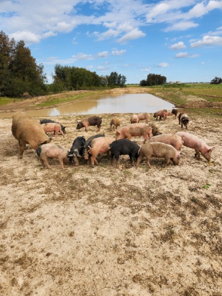 Free-range Berkshire Cross Pigs