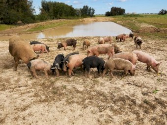 Free-range Berkshire Cross Pigs