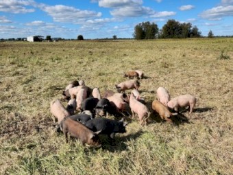 Free-range Berkshire Cross Pigs