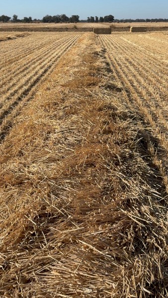 windrowed wheat long straw 