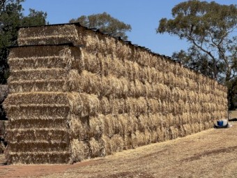windrowed wheat long straw 