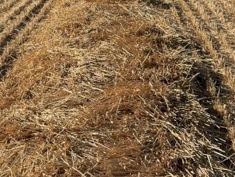 windrowed wheat long straw 