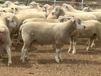 Dorset Rams