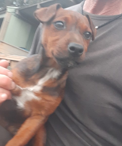 Jack Russell x for sale