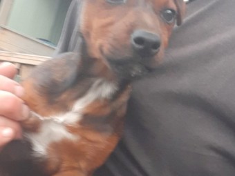 Jack Russell x for sale