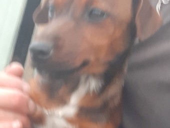 Jack Russell x for sale