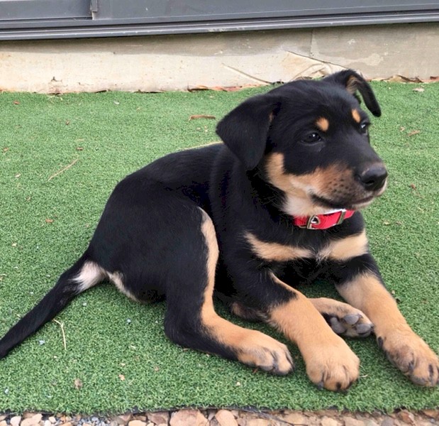 Purebred Kelpie Pups 