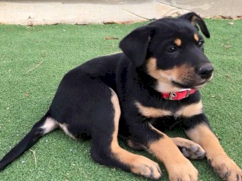 Purebred Kelpie Pups 