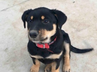 Purebred Kelpie Pups 