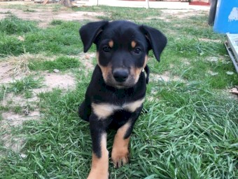 Purebred Kelpie Pups 