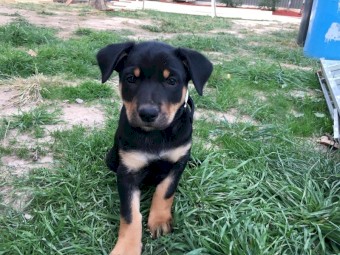 Purebred Kelpie Pups 