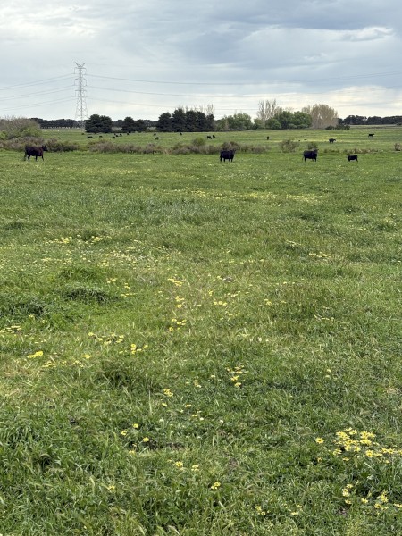 Agistment Available for Cattle