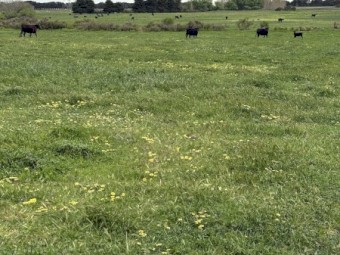 Agistment Available for Cattle