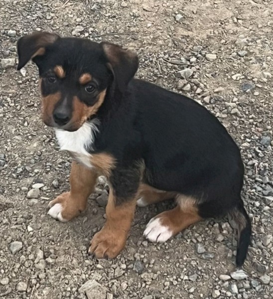 100% Australian Kelpie Pups