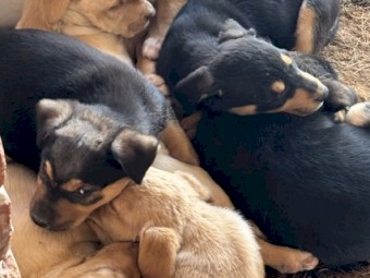 100% Australian Kelpie Pups