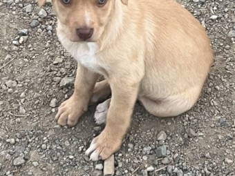100% Australian Kelpie Pups