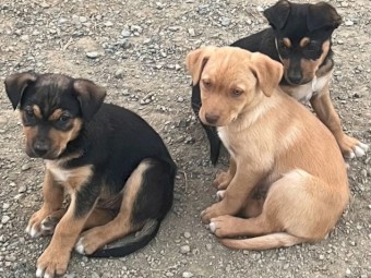 100% Australian Kelpie Pups