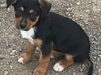 100% Australian Kelpie Pups