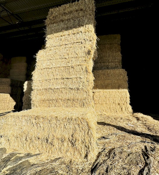 Export Grade Shedded Current Season Oaten Hay