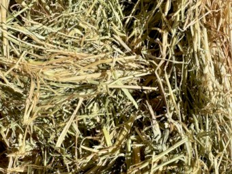 Export Grade Shedded Current Season Oaten Hay