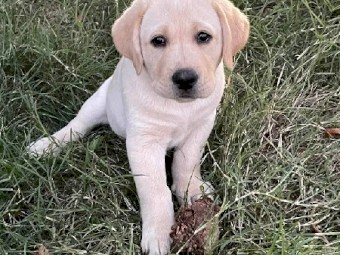Labrador Pups (Yellow)